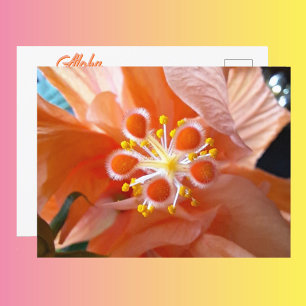 Hibiskus-Botanische-Blumen-Nahaufnahme-Fotografisc Postkarte