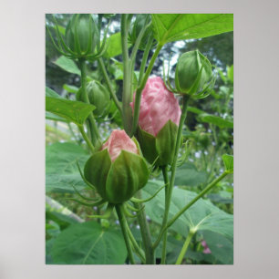 Hibiskus Buds Poster