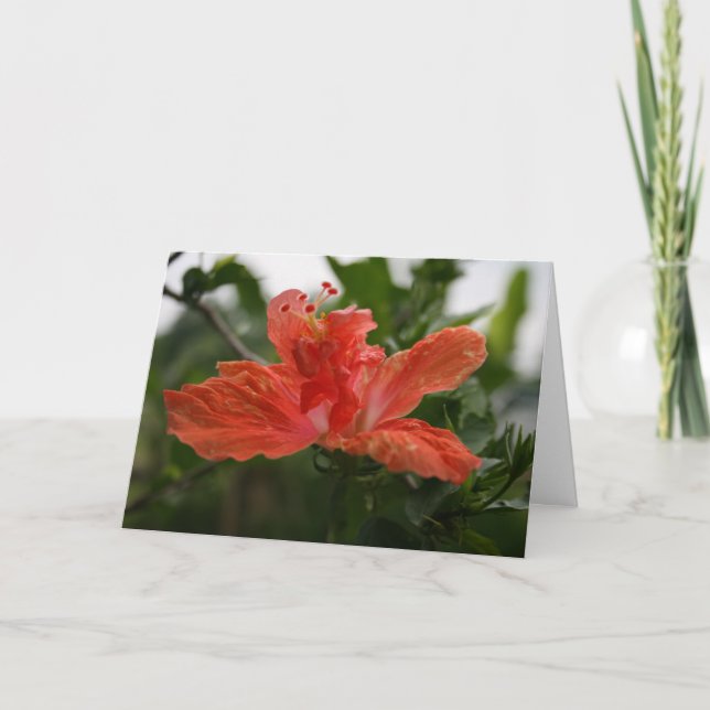 Hibiskus Dankeskarte (Vorderseite)
