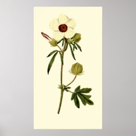 Hibiskus der Blase, Venedig Poster