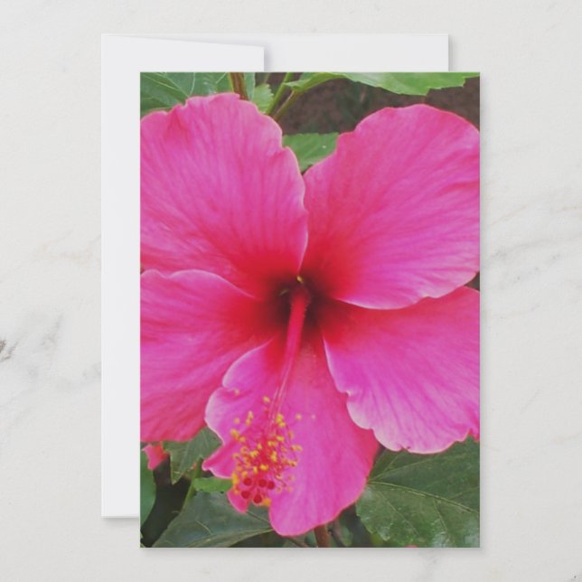 Hibiskus Einladung (Vorderseite)