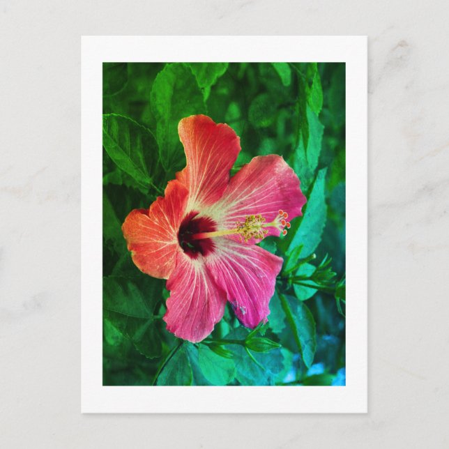 Hibiskus Feiertagspostkarte (Vorderseite)