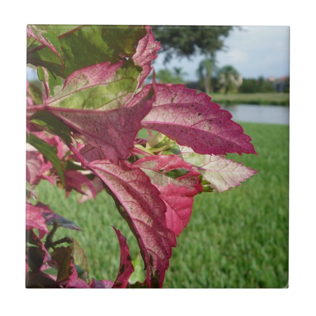 Hibiskus-"Feuer-und Eis-" Pflanze Fliese (Vorderseite)