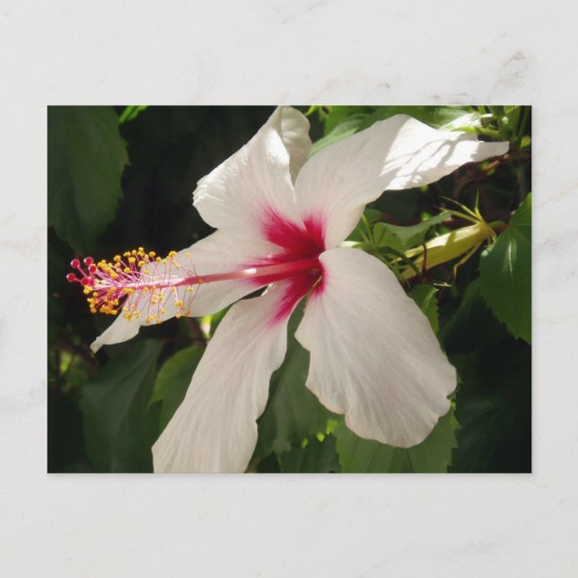 Hibiskus florale Postkarte (Vorderseite)