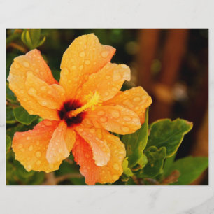 Hibiskus Flyer