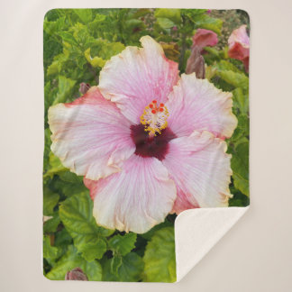 Hibiskus Fotoblau Sherpadecke