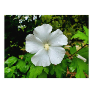 Hibiskus Fotodruck