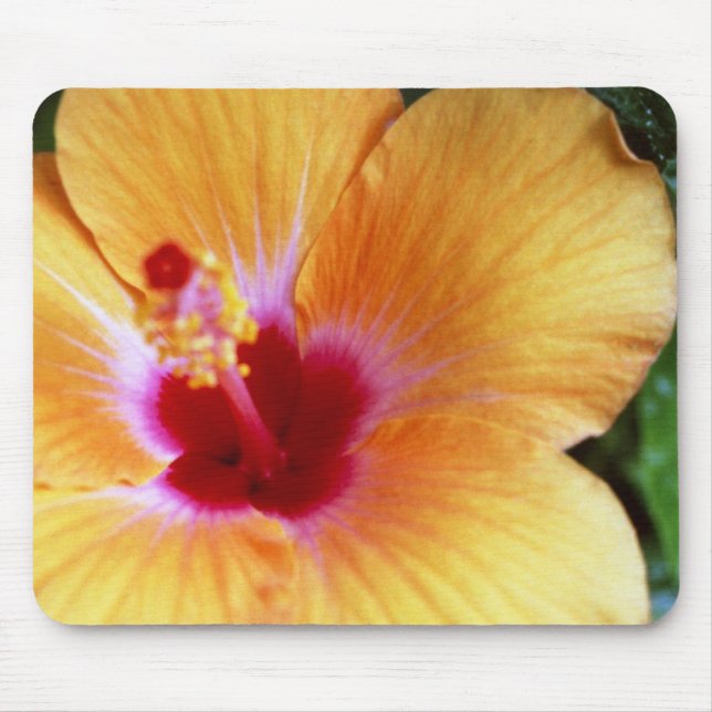 Hibiskus, gelb-orange mousepad (Vorne)