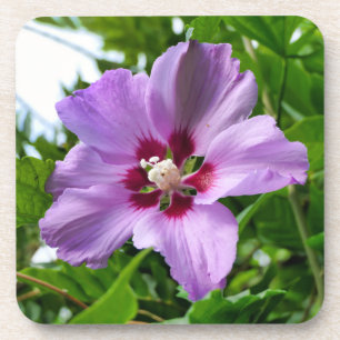 Hibiskus Getränkeuntersetzer