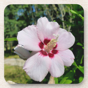 Hibiskus Getränkeuntersetzer