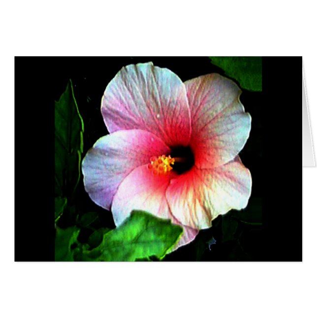 Hibiskus Gibney Das Museum Zazzle (Vorderseite (Horizontal))