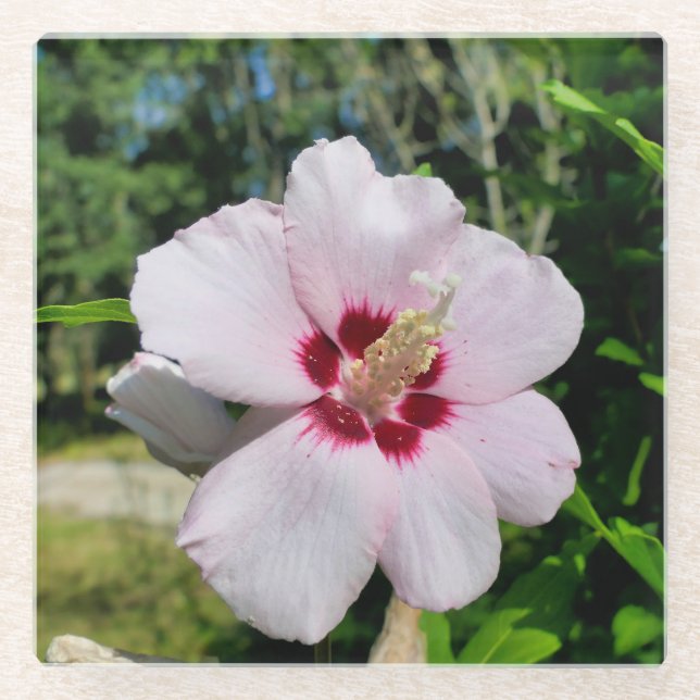 Hibiskus Glasuntersetzer (Vorderseite)