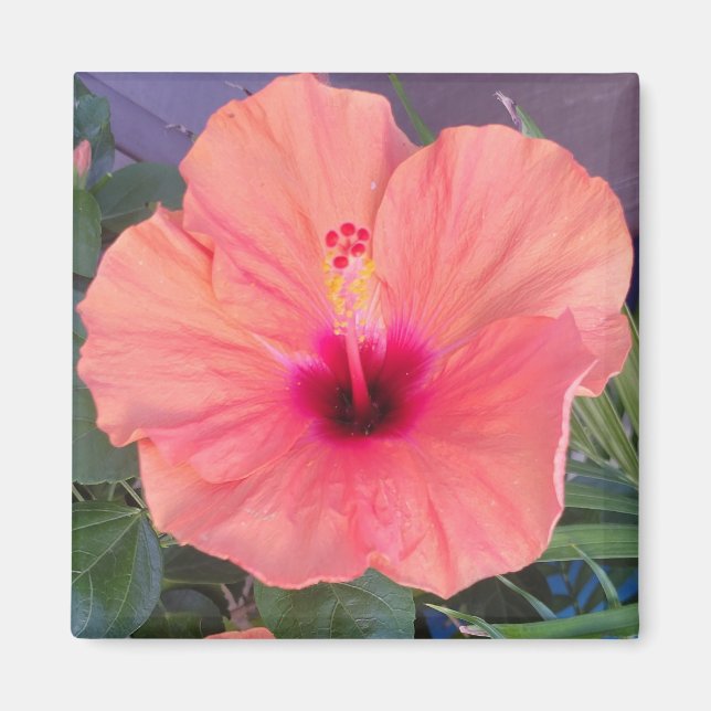 HIBISKUS HEIM MAGNET (Vorne)