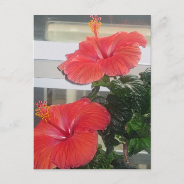 Hibiskus House Pflanze Postkarte (Vorderseite)