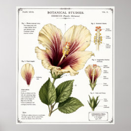 Hibiskus-Illustration | Vintage-Floranatomie-Kunst Poster