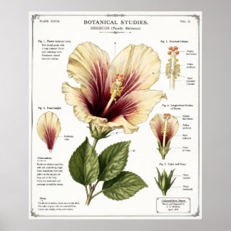 Hibiskus-Illustration | Vintage-Floranatomie-Kunst Poster