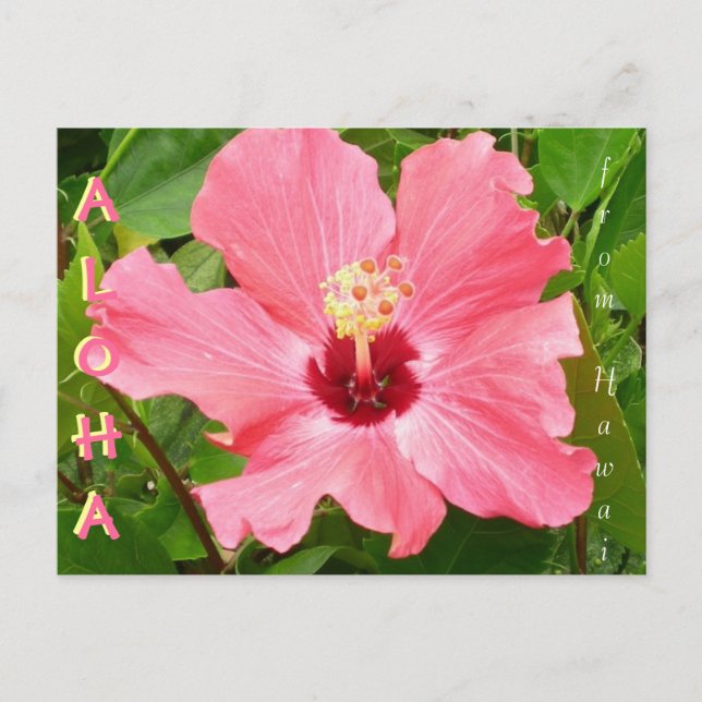 Hibiskus in Hawaii - Rosa Korallenfarbe Postkarte (Vorderseite)