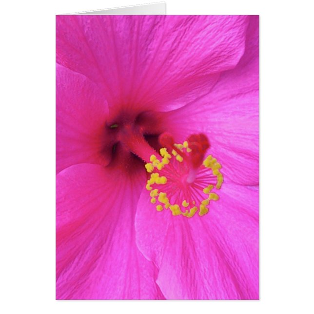 Hibiskus in Magenta (Vorne)