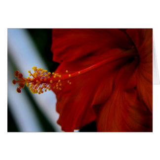 Hibiskus Köstlich