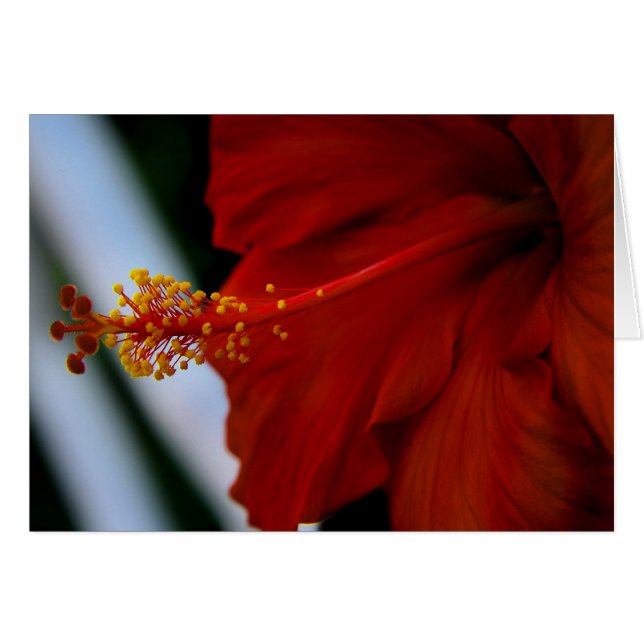 Hibiskus Köstlich (Vorderseite (Horizontal))