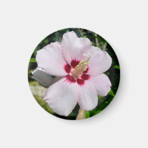 Hibiskus Magnet