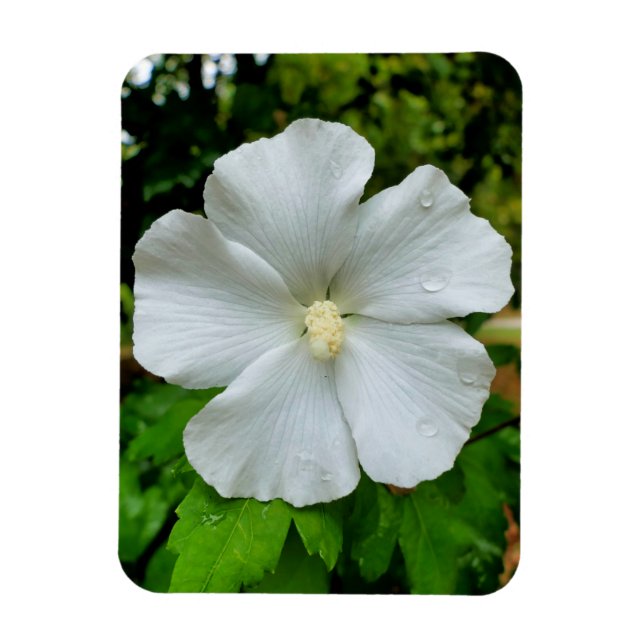 Hibiskus Magnet (Vertikal)