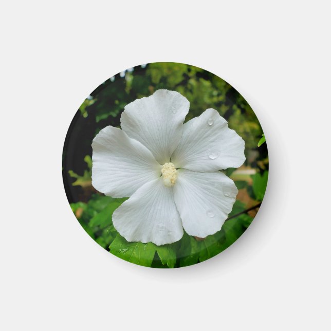 Hibiskus Magnet (Vorne)