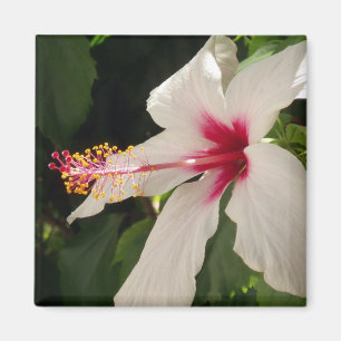 Hibiskus Magnet