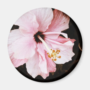 Hibiskus Magnet
