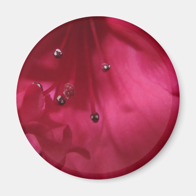 Hibiskus Magnet (Vorne)