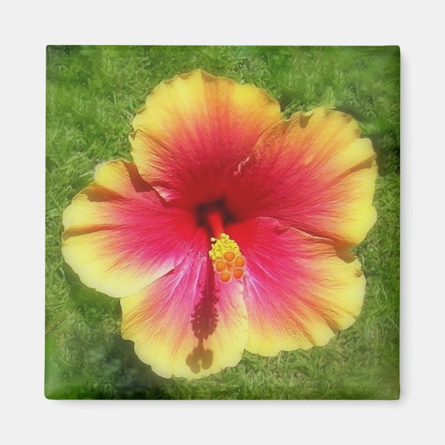 Hibiskus Magnet (Vorne)
