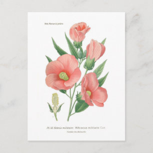 Hibiskus militaris postkarte
