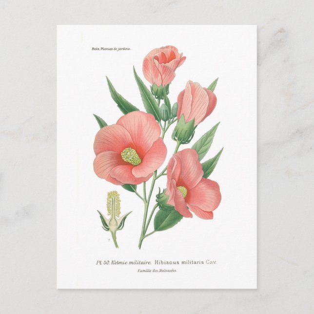 Hibiskus militaris postkarte (Vorderseite)