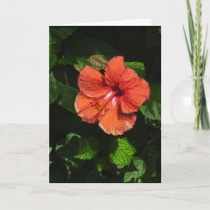 Hibiskus mischte Karte des Gruß-424 wieder
