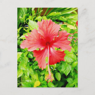 Hibiskus, Placencia, Belize Postkarte