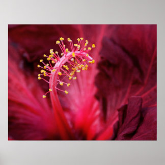 Hibiskus Poster