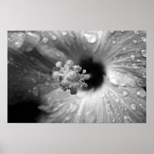 Hibiskus Poster