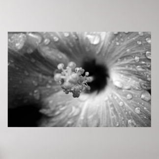 Hibiskus Poster