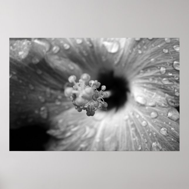 Hibiskus Poster (Vorne)