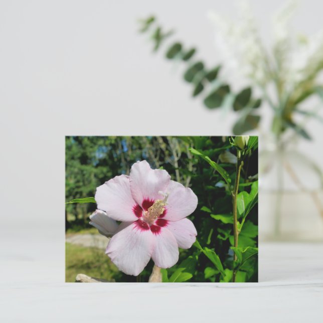 Hibiskus Postkarte (Stehend Vorderseite)