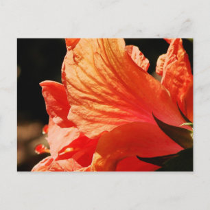 Hibiskus Postkarte