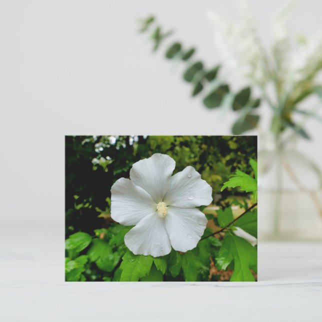 Hibiskus Postkarte (Stehend Vorderseite)