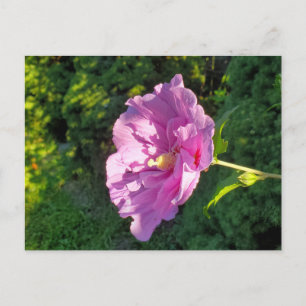 Hibiskus Postkarte
