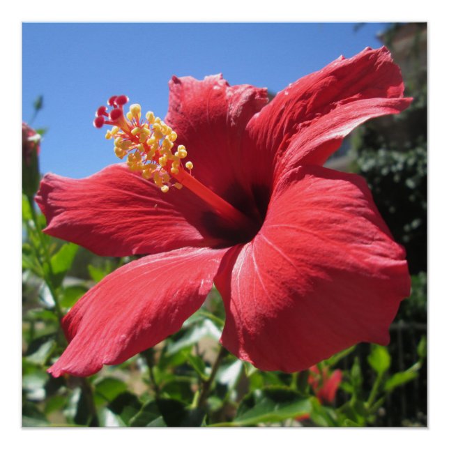 Hibiskus Red Blume Poster (Vorderseite)