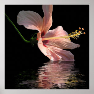 Hibiskus Reflektion Poster