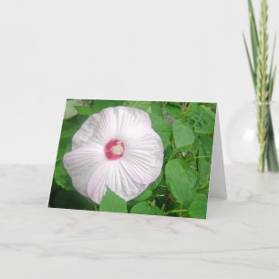 Hibiskus Rosa Dankeskarte