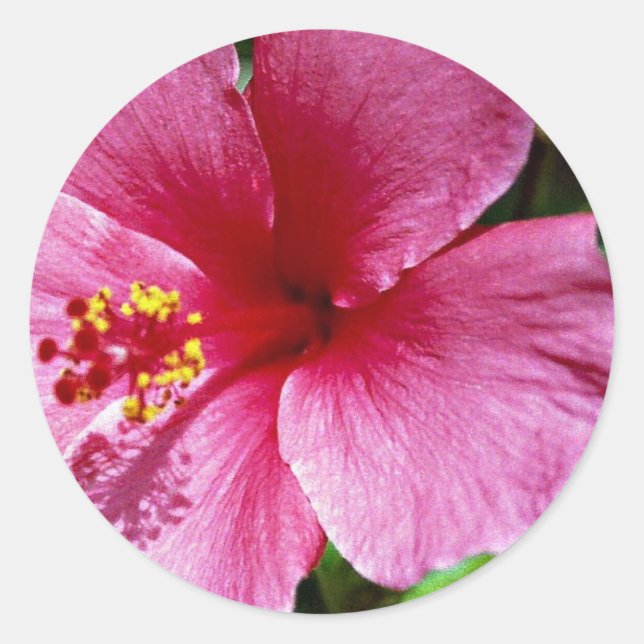 Hibiskus, rosa runder aufkleber (Vorderseite)