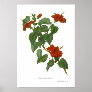 Hibiskus Rosa-sinensis Poster