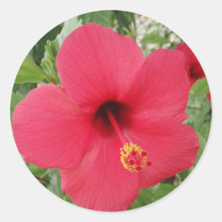 Hibiskus Runder Aufkleber