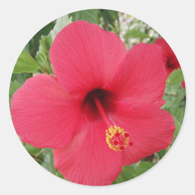 Hibiskus Runder Aufkleber (Vorderseite)